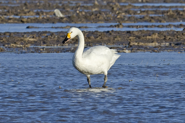 Bewick's Swan