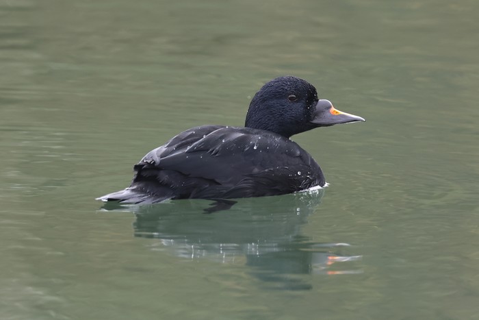 Common Scoter