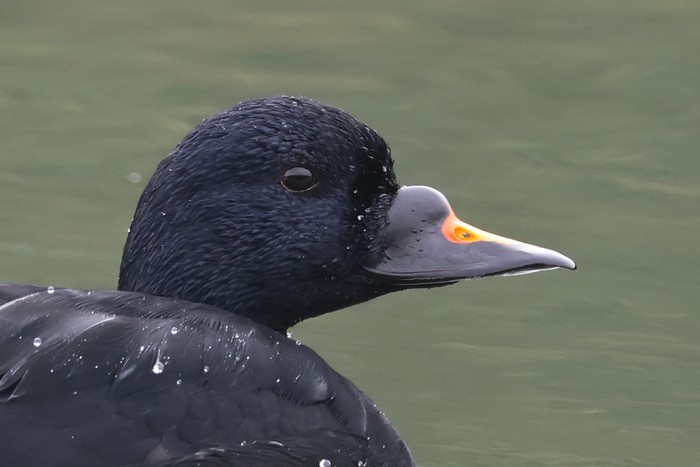 Common Scoter