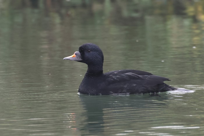 Common Scoter