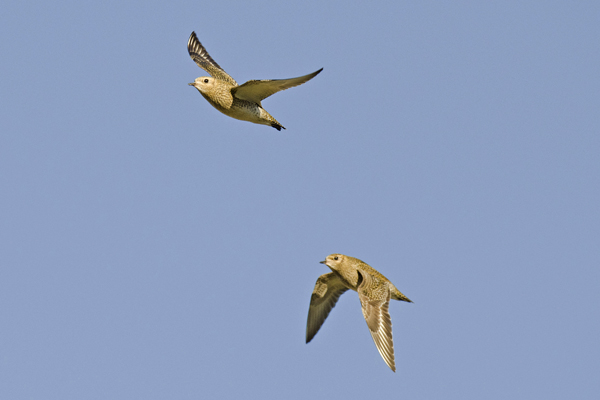 Golden Plover