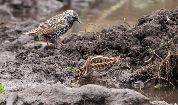 Jack Snipe