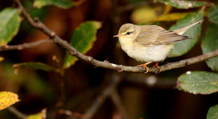 Willow Warbler