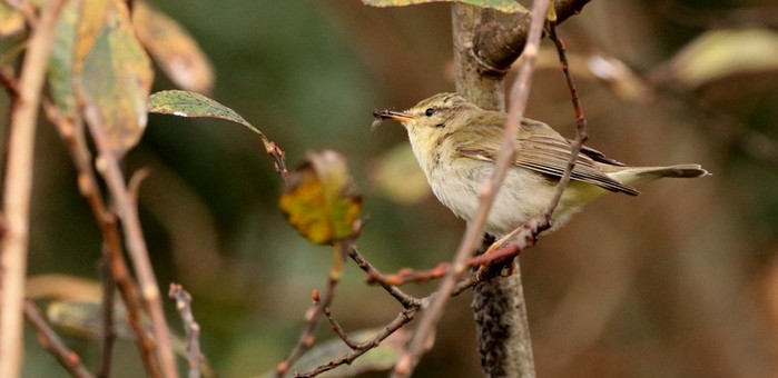 Willow Warbler