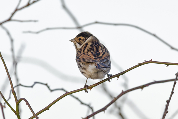 Reed Bunting