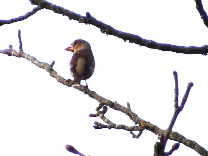 Hawfinch