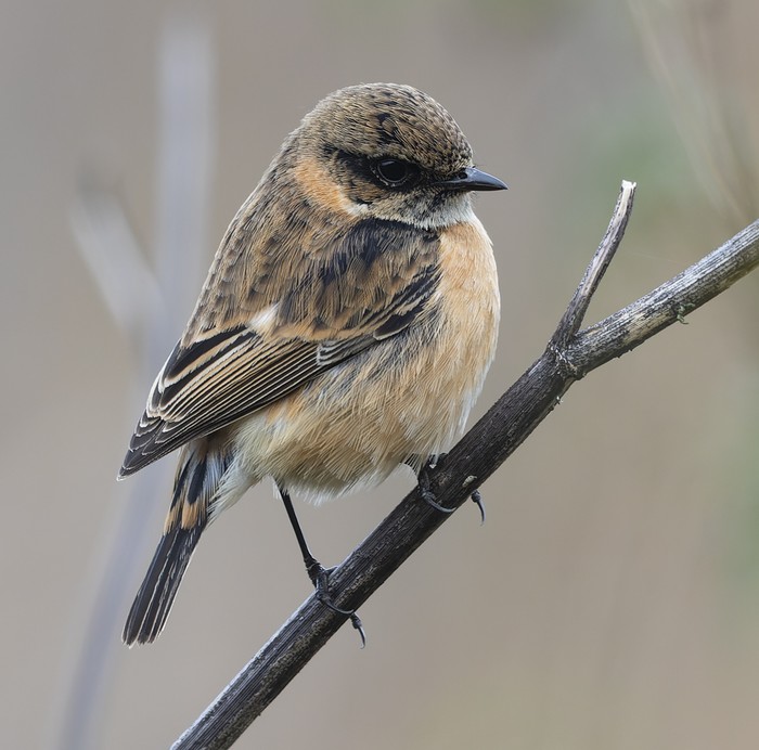 Amur Stonechat