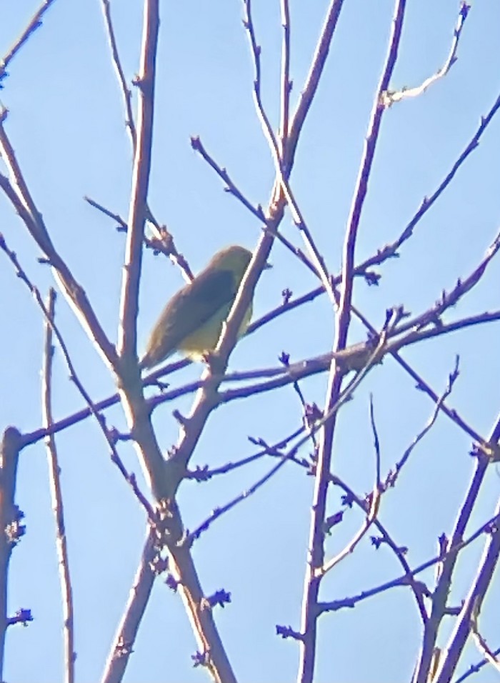 Scarlet Tanager