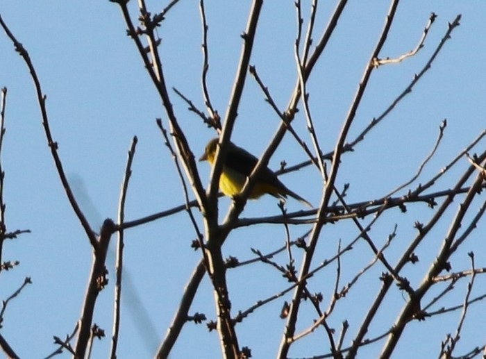 Scarlet Tanager