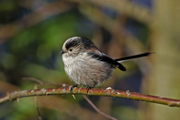 Long-tailed Tit