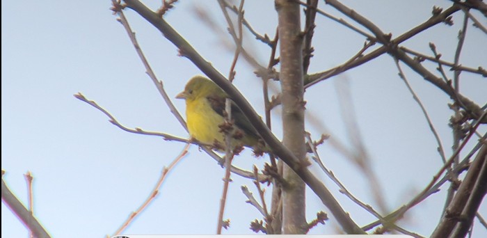 Scarlet Tanager