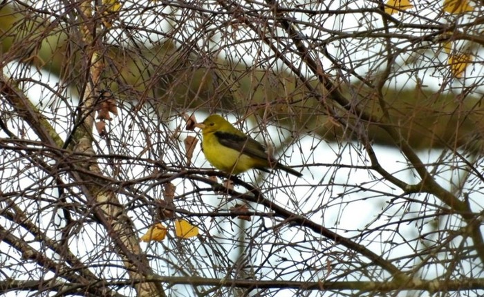 Scarlet Tanager