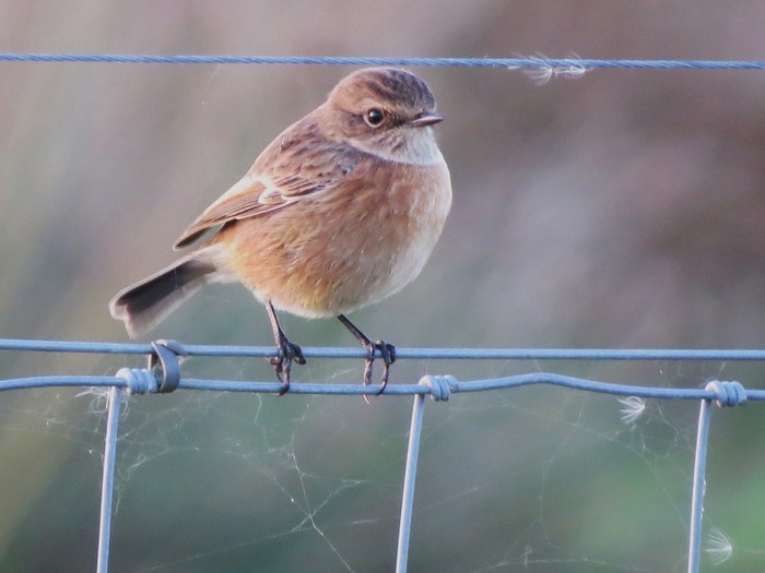 Stonechat