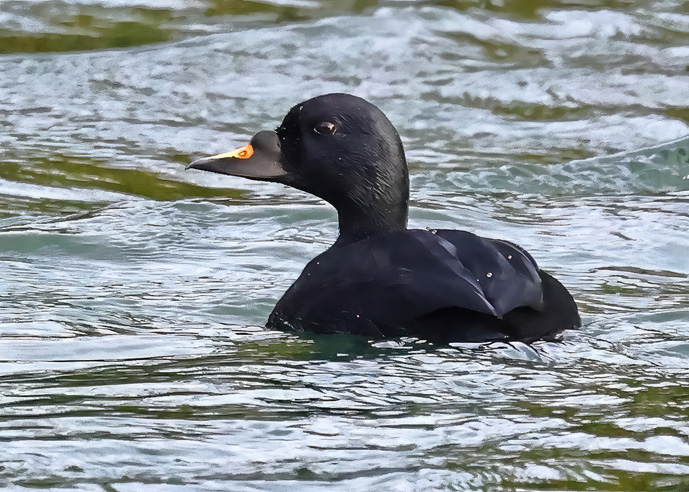 Common Scoter