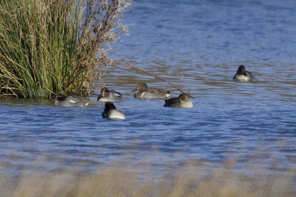 Green-winged Teal