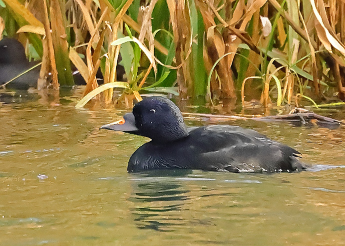Common Scoter