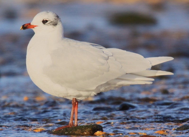 Mediterranean Gull
