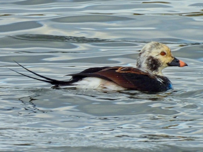 Long-tailed Duck