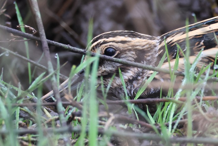 Jack Snipe