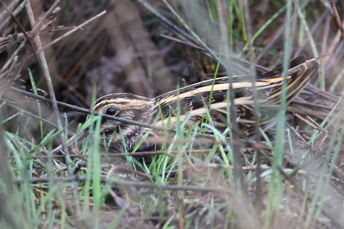 Jack Snipe