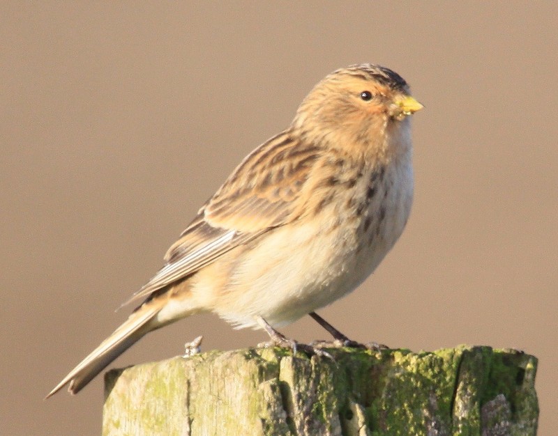Twite