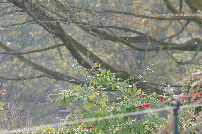 Scarlet Tanager