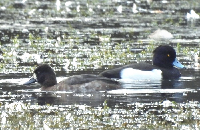 Lesser Scaup