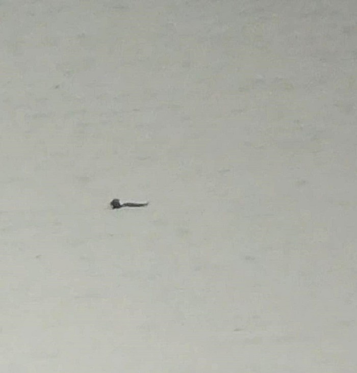 Surf Scoter