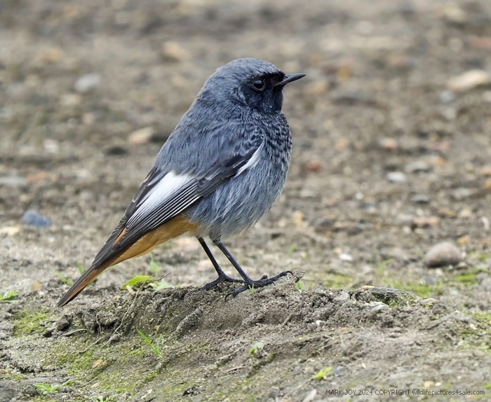 Black Redstart