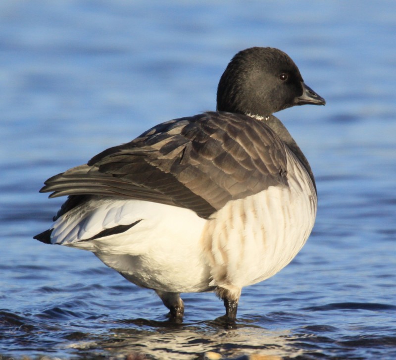 Brent Goose