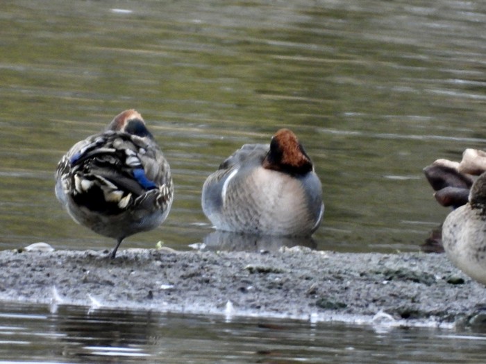 Green-winged Teal
