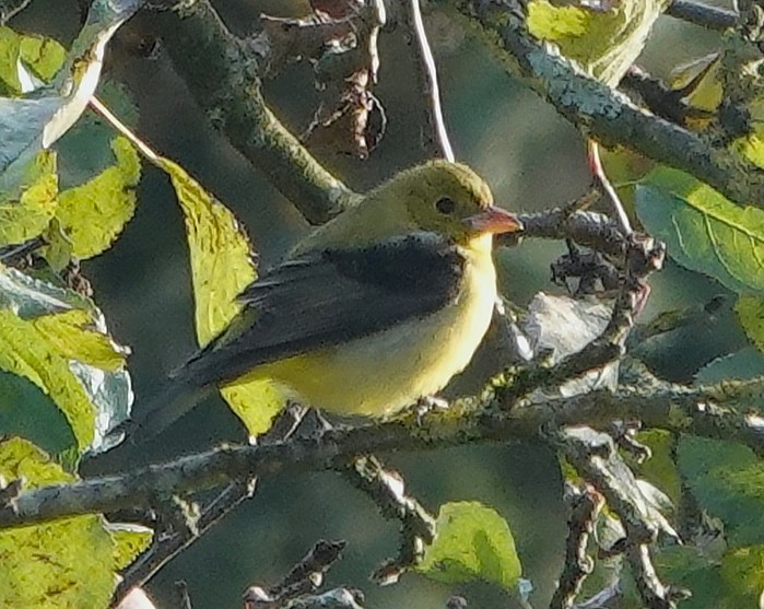 Scarlet Tanager