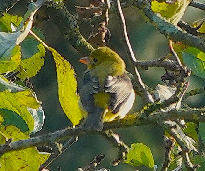 Scarlet Tanager
