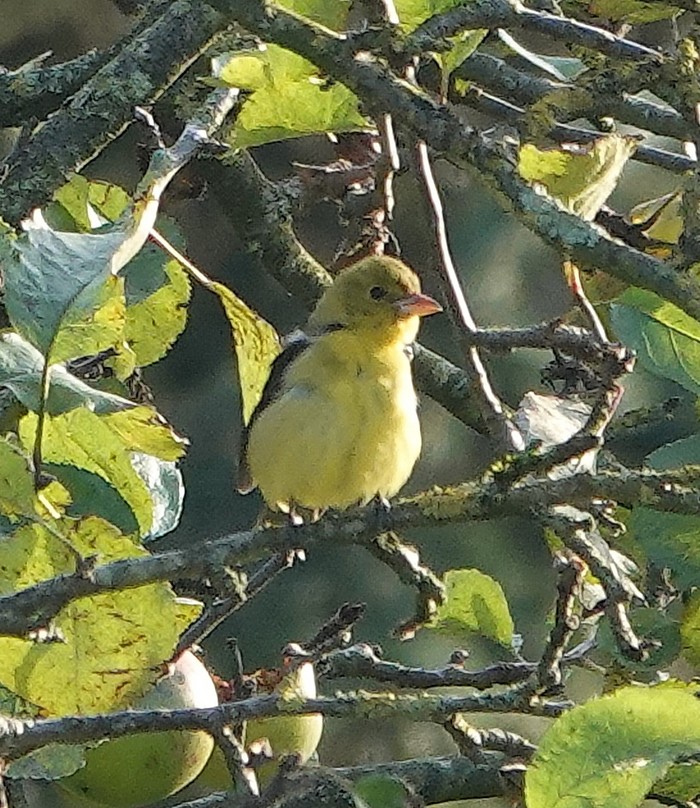 Scarlet Tanager