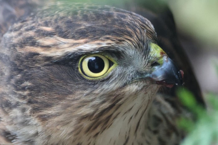 Sparrowhawk
