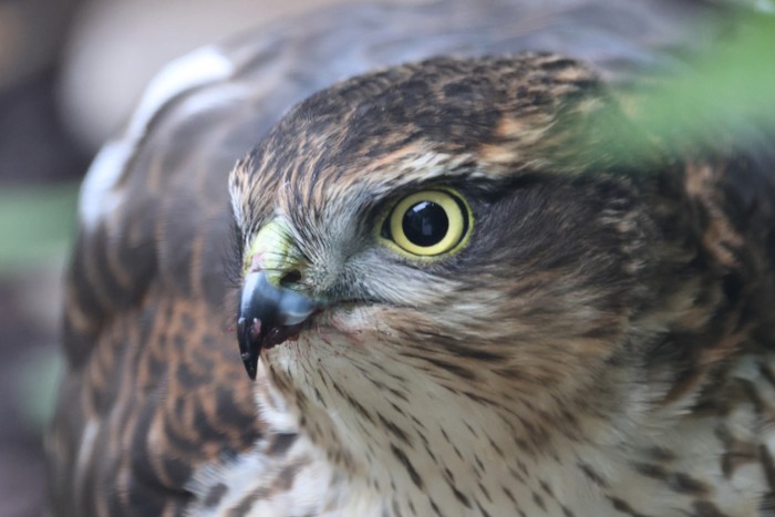 Sparrowhawk