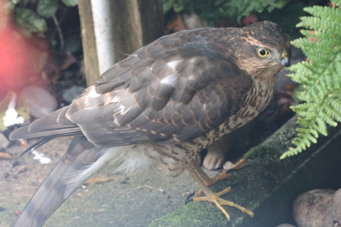 Sparrowhawk