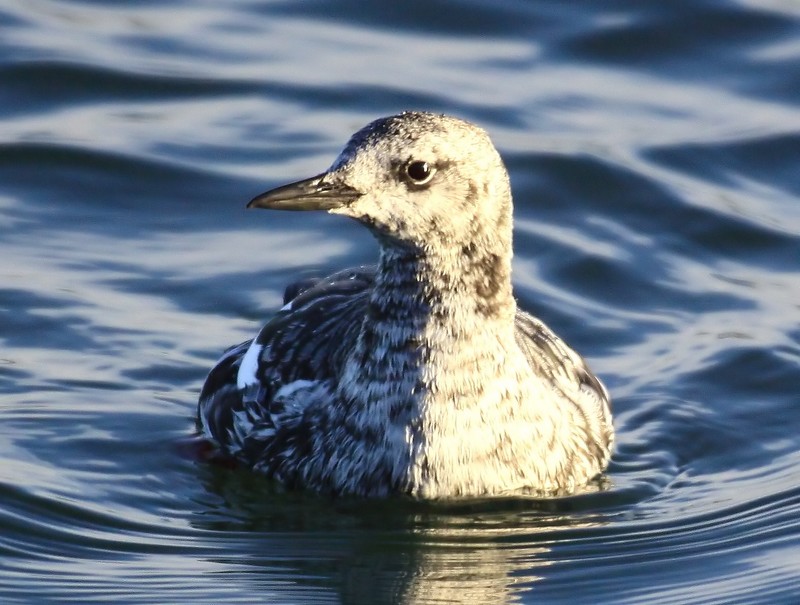 Black Guillemot