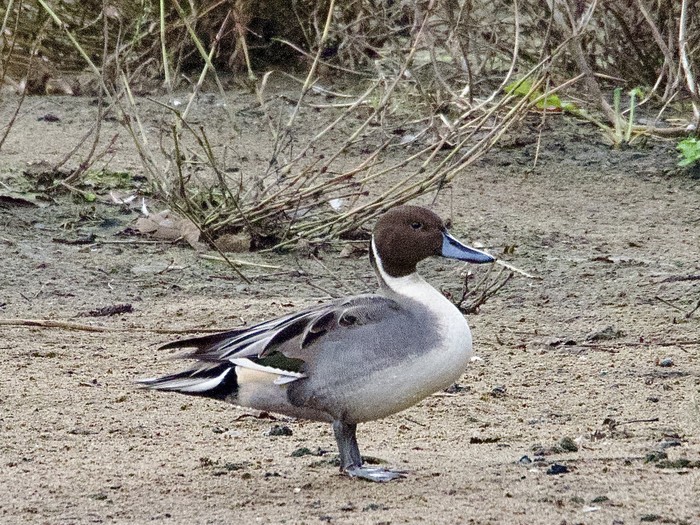 Pintail 