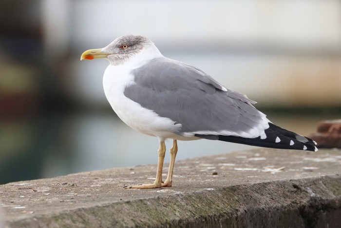 Azorean Yellow-legged Gull