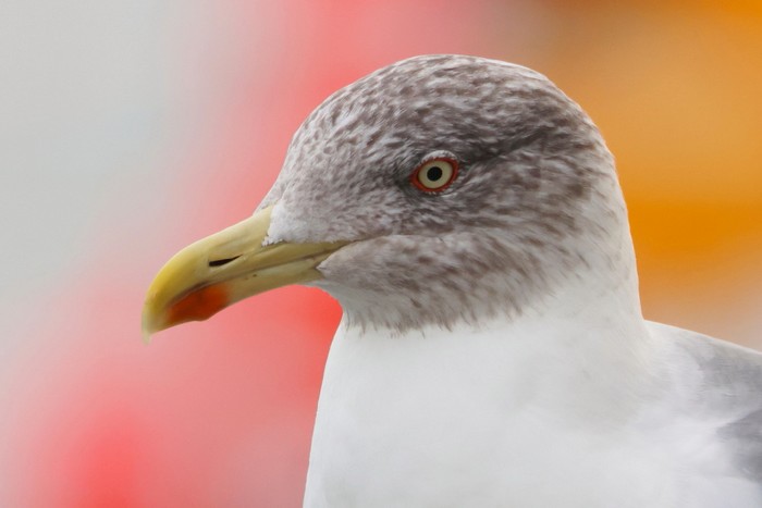 Azorean Yellow-legged Gull