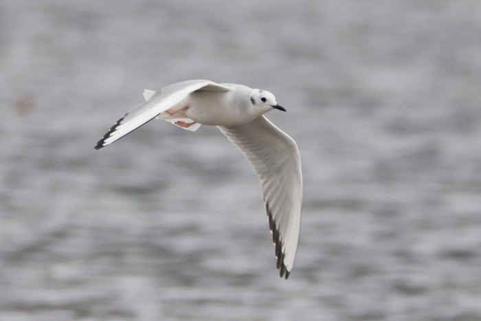 Bonaparte's Gull