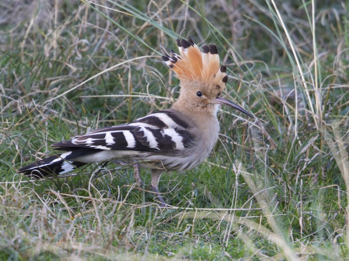 Hoopoe