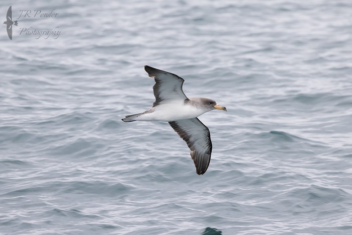 Cory's Shearwater