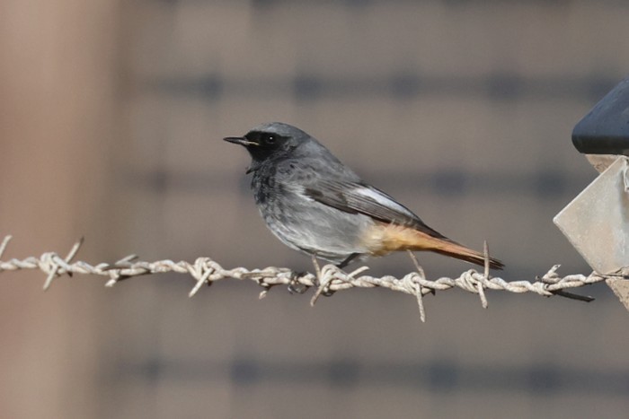 Black Redstart