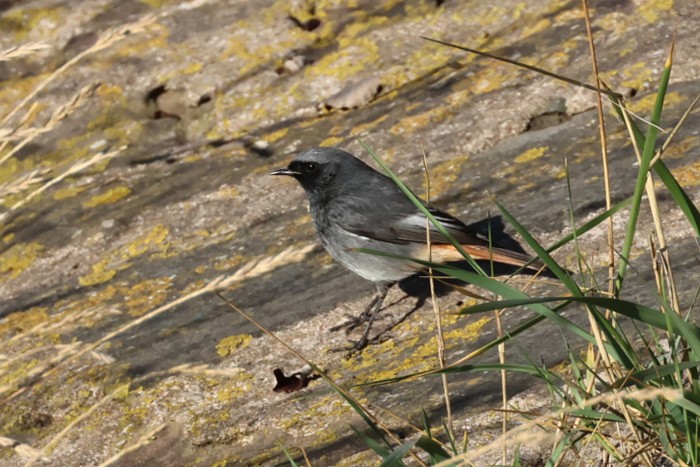 Black Redstart