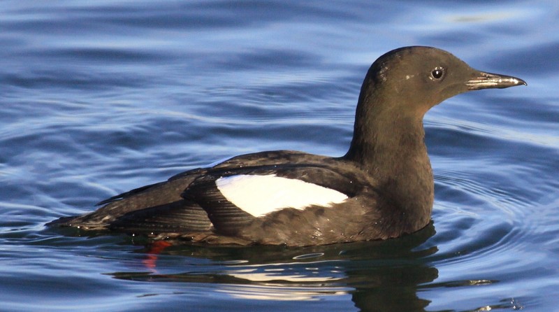Black Guillemot