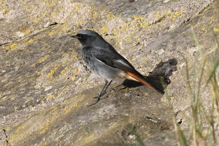 Black Redstart