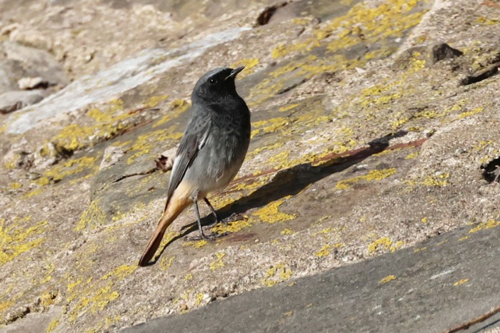 Black Redstart