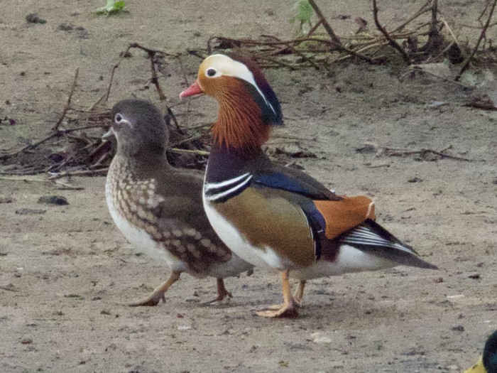 Mandarin Duck